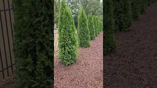 Emerald Green arborvitae [upl. by Lenssen]