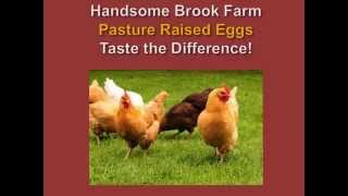 Handsome Brook Farm PASTURE RAISED Eggs [upl. by Mixam]