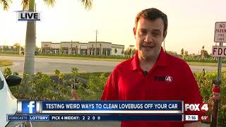 Testing how to get lovebugs off your car  7am live report [upl. by Tessil]