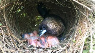 Whiterumped Munia Regurgitation Feed Chicks 2 – Baby Birds Are Moving While Sleeping All Day E106 [upl. by Arihday]