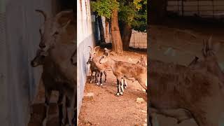 🦬 Полорогие лат Bovidae — крупное семейство жвачных парнокопытных животныезоопарка zoo [upl. by Camp]