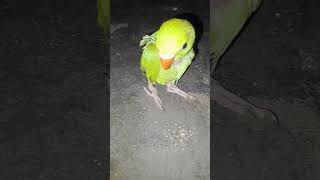 My hero baby 😊🥰parrot parrottalking parrotlover trendingsong explore explorepage feedfeed [upl. by Ainatit54]