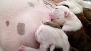 British Bulldog Puppies Feeding time [upl. by Supat]