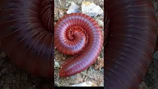 Millipede SECRETS You Wont Believe 7 [upl. by Rimaj]