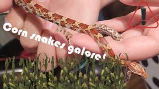 Meet the Corn Snakes  Collection Intro [upl. by Merrili]