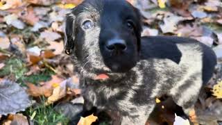 Hovawart Puppies outside at 26 days old  10262024 [upl. by Zacherie]