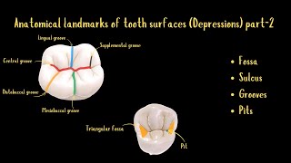 Anatomical Landmarks of Tooth Surfaces Depressions Part2 [upl. by Stout547]