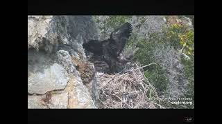 West End Bald Eagles Continue Wing Exercises and Jumping Jacks 5072024 exploreorg [upl. by Anitrak863]