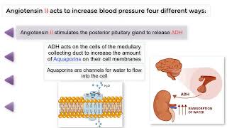 The 4 ways ANGIOTENSIN II raises BLOOD PRESSURE [upl. by Sansbury165]