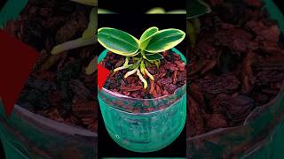 Making rotten orchids revive quickly by simply few people know grow plants orchid shorts [upl. by Karlen440]