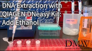 DNA Extraction with QIAGEN DNeasy Kit Add Ethanol [upl. by Kcirrad490]