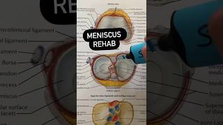 Meniscus Tear Rehab Exercises [upl. by Llewellyn373]