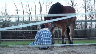 Pferdetraining Horsemanship Kaltblüter Longentraining [upl. by Ayimat340]