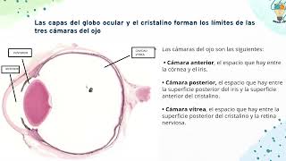 OJO Embriología anatomía histología de las estructuras del OJO [upl. by Lana]