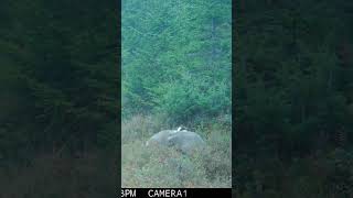 Three Badgers two play fighting browningtrailcameras wildlife [upl. by Homerus]