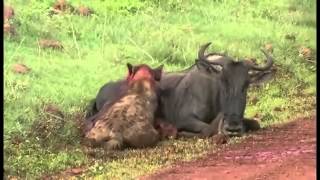 IMPACTANTE HIENA DEVORA VIVO A UN ÑU Hyena eating gnu alive [upl. by Adila]