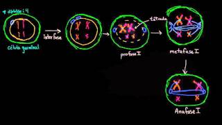 Fases de la meiosis I  División celular  Biología  Khan Academy en Español [upl. by Wolfram]