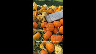 Pumpkin Harvest at Boucher Family Farms [upl. by Nagiem]