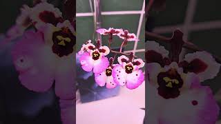 Tolumnia Jairak Firm Pink Lady in Bloom plants orchid bloom [upl. by Edgar977]