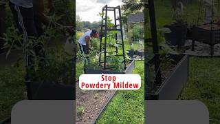 How to stop powdery mildew garden gardening shorts [upl. by Attevroc]