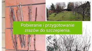 Pobieranie i przygotowanie zrazów do szczepienia [upl. by Enirol]