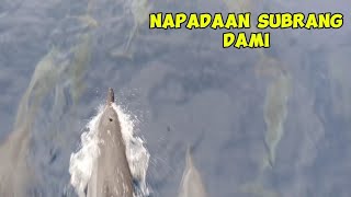 NAPADAAN SUBRANG DAMI DOLPHIN [upl. by Wirth]