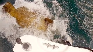 Goliath Grouper Aggressive Feeding MUST SEE [upl. by Bernie]