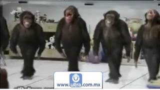 Changos bailando  Entretenimiento [upl. by Urana]