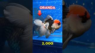 Oranda gold fish imported panda fish fishpetsvlog fishtank shorts goldfishmollyfish minivlog [upl. by Redleh]