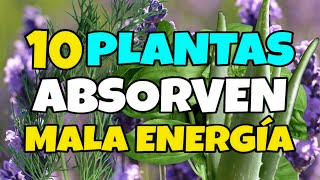 10 PLANTAS que ABSORBEN las MALAS ENERGÍAS en CASA 🔴 La Planta 3 y 8 Protegen el HOGAR 🟢 [upl. by Haym]