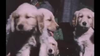 The Fords Play with Their Dog Libertys Puppies 1151975 [upl. by Huan]