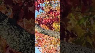 Ruby crowned kinglets having fun in the Chinese tallow tree [upl. by Nylaehs946]