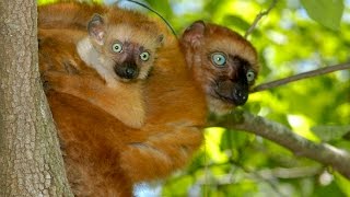 Blueeyed black lemur infant McKinnon freeranges in Duke Forest [upl. by Chance]