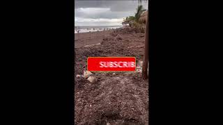 2024 Sargassum Seaweed Updates  Mexico  Holbox [upl. by Kippar207]