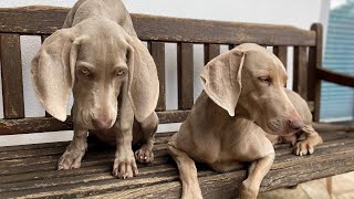 Die Weimaraner Welpen  Woche 16 Langeweile an einem Regentag [upl. by Vadnee]