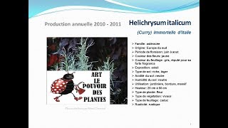 conseils jardinage Helichrysum italicum immortelle ditalie fiche technique plante annuelle [upl. by Cecile]