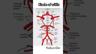 Circle of willis bloodsupply brain arteriesandveins anatomy [upl. by Wadsworth]