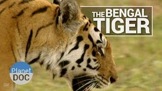 Bengal Tiger  Wild Animals  Planet Doc Full Documentaries [upl. by Eliseo]