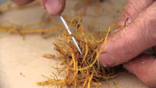 Rhizome and root propagation of goldenseal [upl. by Fretwell]