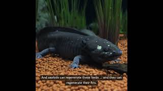 Lifeform of the Week Axolotls [upl. by Sherj]