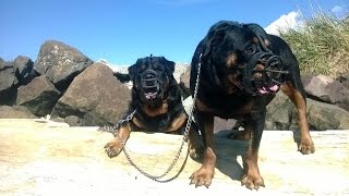 MUZZLED ROTTWEILER FREAKS OUT WHEN HE SEES PIT BULL [upl. by Nnhoj]