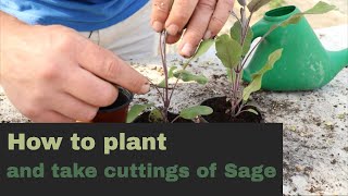 EP169  How to plant and take cuttings of Sage plants [upl. by Neevan]