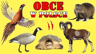 OBCE i INWAZYJNE Zwierzęta w Polsce [upl. by Chick]