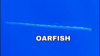 RARE DEEP SEA OARFISH Swimming in 1600’ of water off Islamorada Florida Keys [upl. by Cicenia]