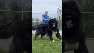 WORLD 🌍 4 Agressive Dogs Breeds😱 shorts doblaje kangal dog facts americanbully ytshorts [upl. by Enorel]