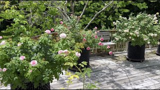 Roses on the Patio  Memorial Day 2022 Tour [upl. by Dag]