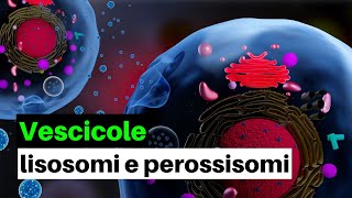 Vescicole lisosomi e perossisomi caratteristiche e funzioni [upl. by Leile]