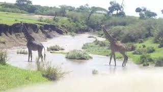 Giraffes crossing crocodile infested river [upl. by Monie23]