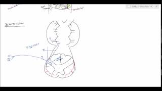 Neuroanatomy  Spinocerebellar Tract USMLE [upl. by Brandes]