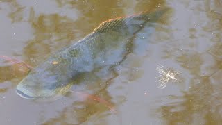 Tilapia  Pest Fish [upl. by Nahor647]